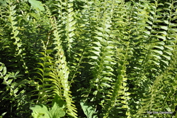 Fern Christmas — photo 3